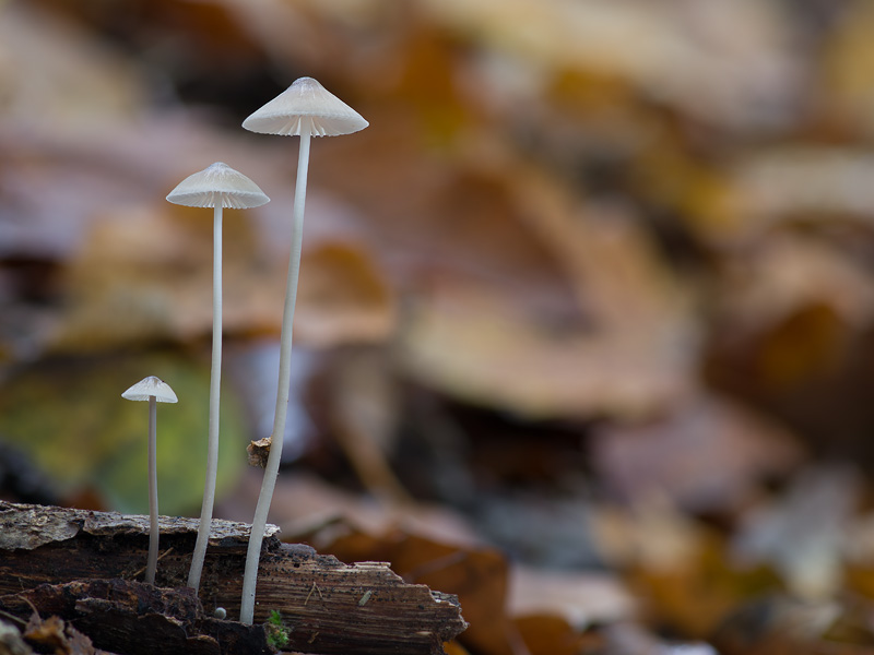 Mycena vitilis